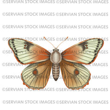 Load image into Gallery viewer, Botanical 1