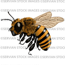 Load image into Gallery viewer, Botanical 1