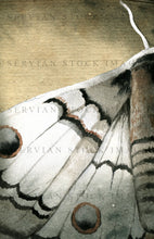 Load image into Gallery viewer, Ready-made cover image - A Whisper of Moths