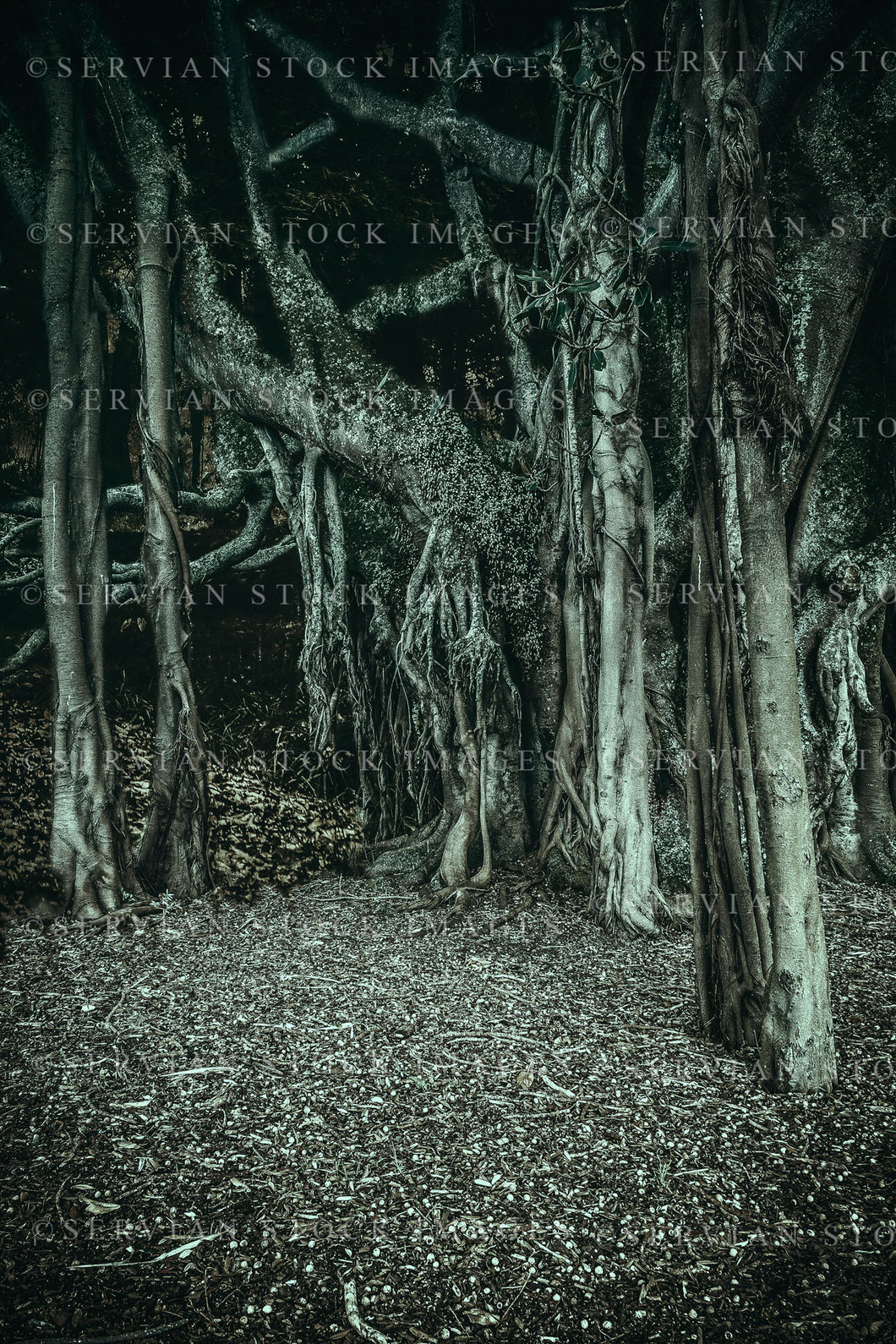 Landscape - Creepy trees with colour toning (KS 8802)