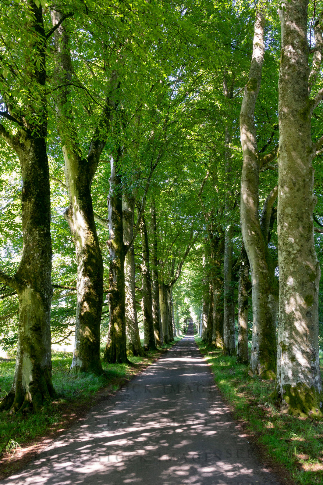 Landscape - Tree lined driveway, Scotland (Nick 1826)