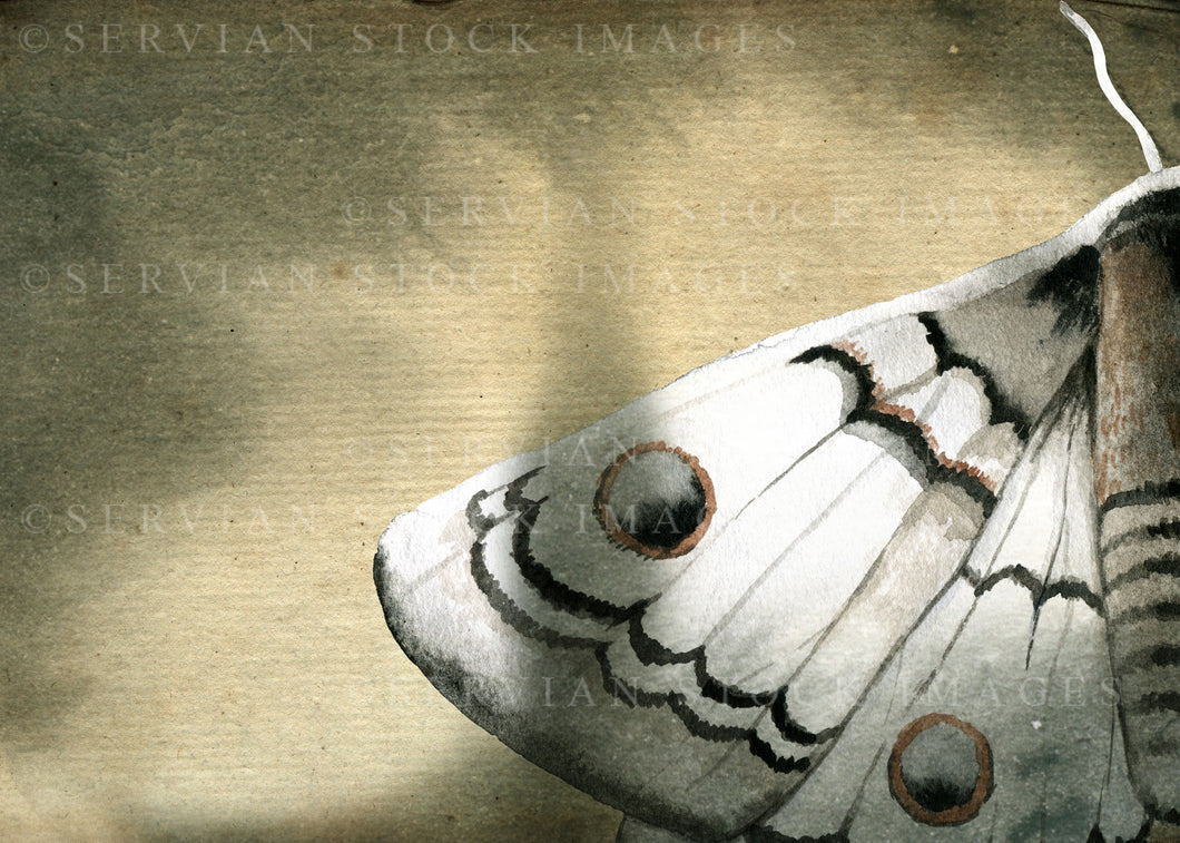 Ready-made cover image - A Whisper of Moths
