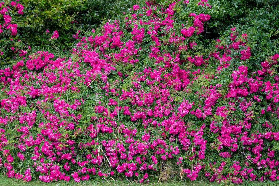 Landscape - Bush of bright pink flowers (KS 1436)
