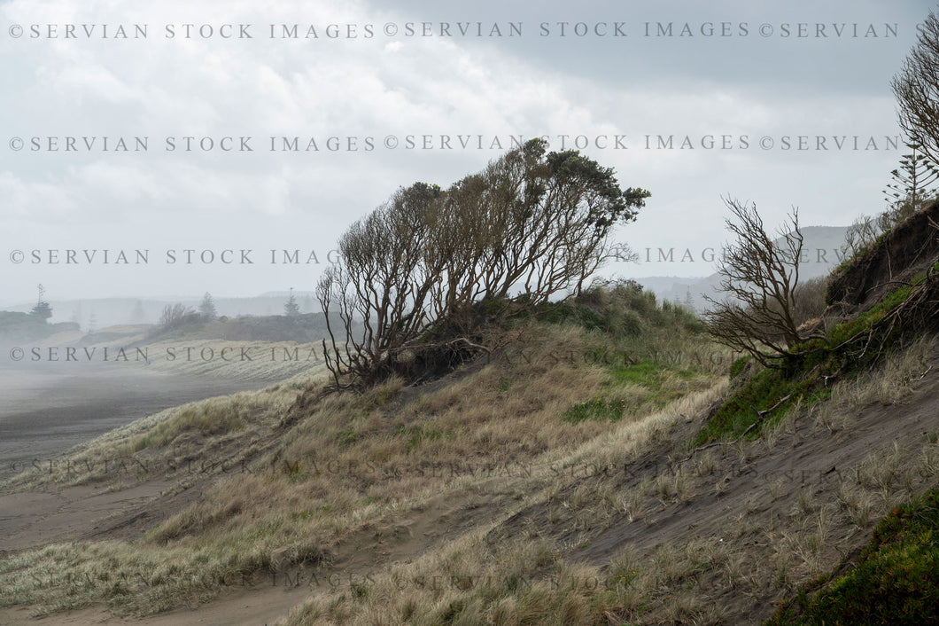 Landscape -  Windswept dunes (KS 9276)