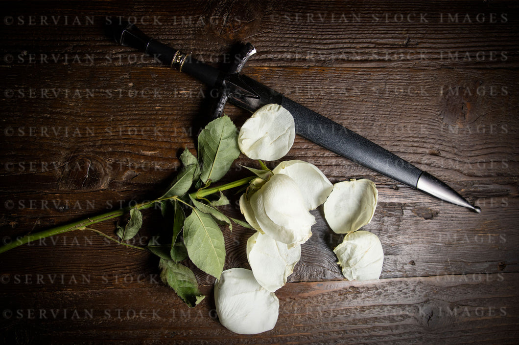 Still life - Faded rose and dagger (KS1061)