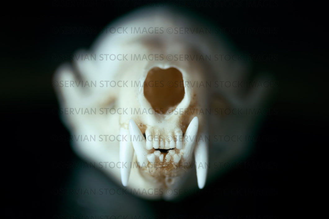 Still life -   close up of animal skull  (KS 7515)