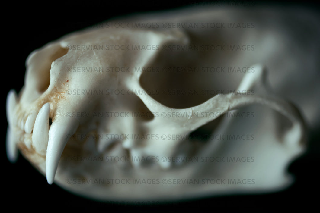 Still life -   close up of animal skull  (KS 7517)